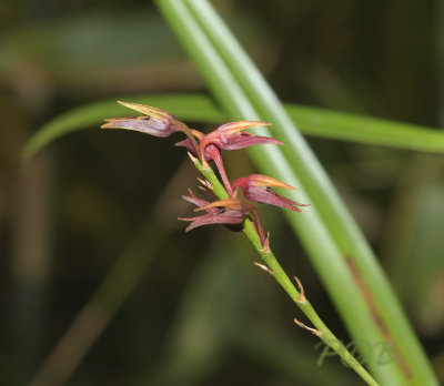 Bulbophyllum trigonanthum