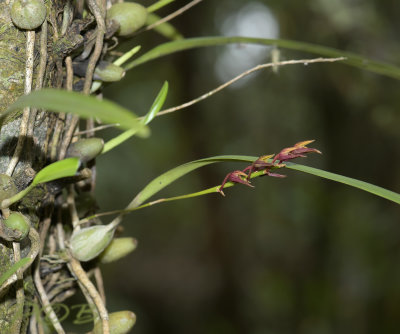 Bulbophyllum trigonanthum