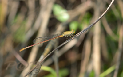 Ceriagrion ineaquale