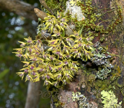 Dendrobium proteranthum in habitat, 1500 mtr. 23 cel. 70 % hum.
