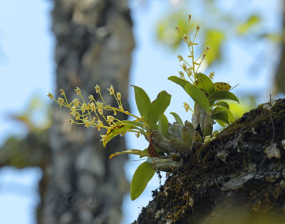 Eria bractescens  in habitat, 25 mtr  of the ground