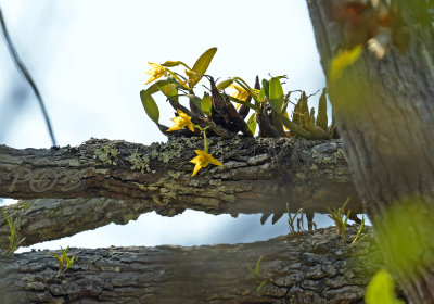 Dendrobium trigonopus 30 mtr. of the ground, 700 mm telephoto