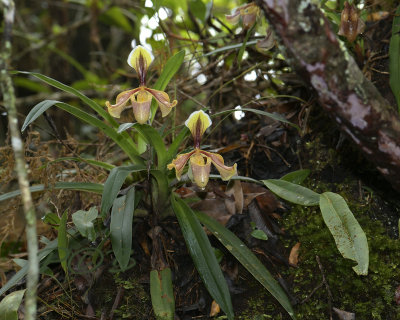 Late blooming variety with the green flag