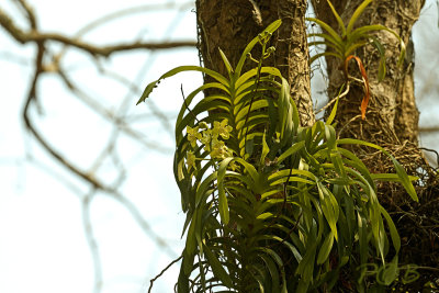 Vanda denisoniana in habitat 20 mtr of the ground