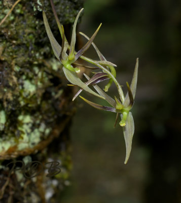 Bulbophyllum (Sunipia) viridis