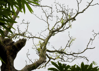Dendrobium venustum on dead tree