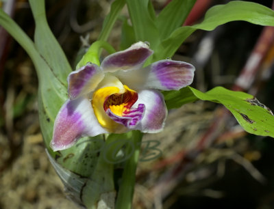 Chysis limminghei, flower 3 cm across