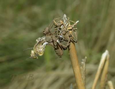 Cordulia aenea