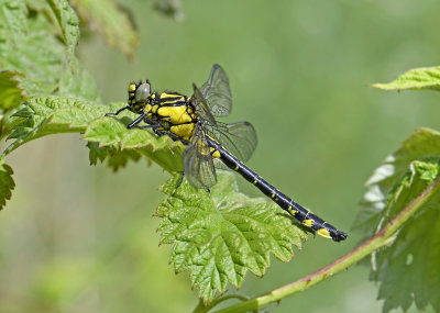 Beekrombout, Gomphus vulgatissimus, man