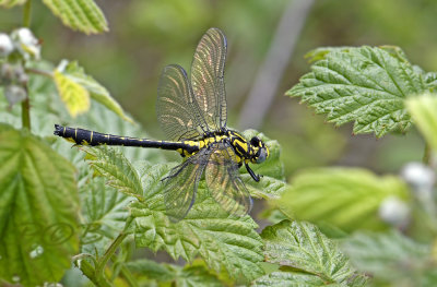 Rombout, Gomphus vulgatissimus, man