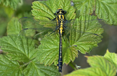 Rombout, Gomphus vulgatissimus