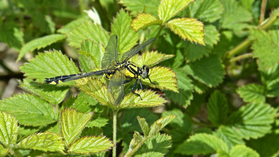 Rombout, Gomphus vulgatissimus