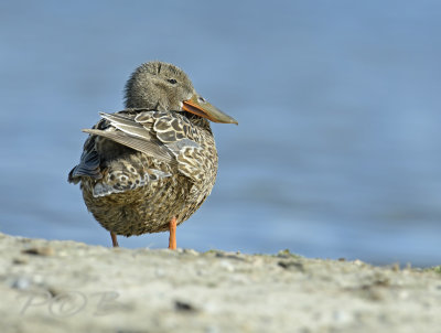 Anas clypeata, female