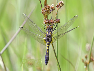 Sierlijke witsnuitlibel, vrouw, Leucorrhinia caudalis