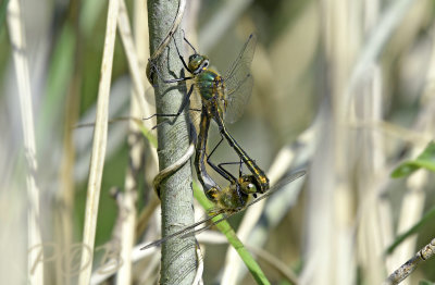 Cordulia aenea