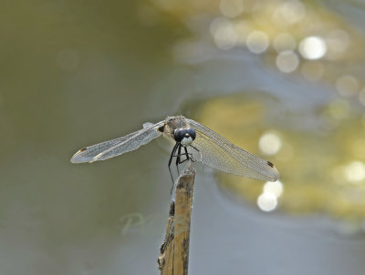 Leucorrhinia caudalis