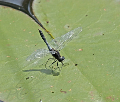 Leucorrhinia caudalis