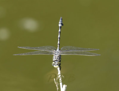 Lindenia tetraphylla, vaandeldrager