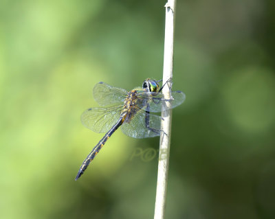 Somatochlora flavomaculata, male