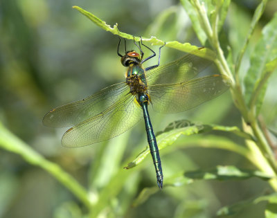 Somatochlora metallica, male