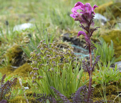 Chamorchis alpina en vogelkopkartelblad