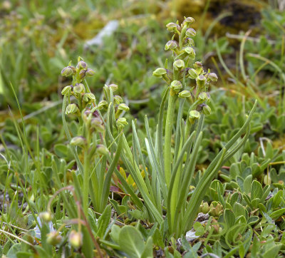 Chamorchis alpina, 6 cm