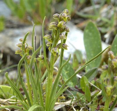 Chamorchis alpina