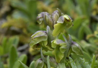 Chamorchis alpina, flowers 4-5 mm
