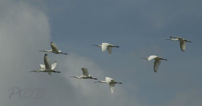 Lepelaars op trek