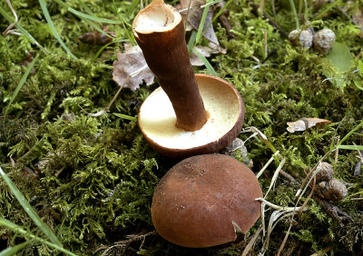 Kaneelboleet, Gyroporus castaneus
