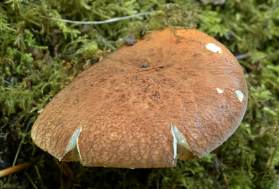 Kaneelboleet, Gyroporus castaneus