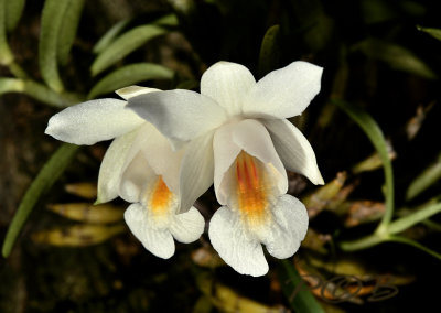 Dendrobium bellatulum, pale form from Birma