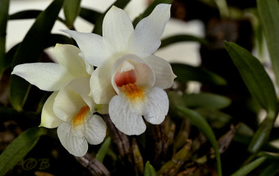 Dendrobium bellatulum, pale form from Birma