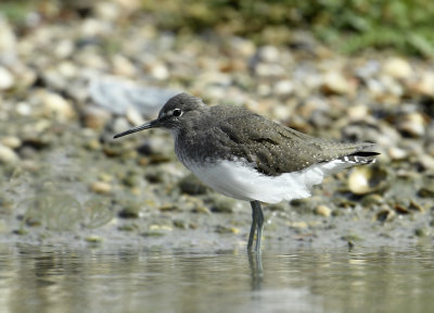 Witgatje, Tringa ochropus