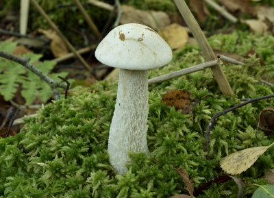 Leccinum niveum