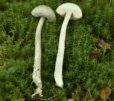 Leccinum niveum, doorsnede niet blauw