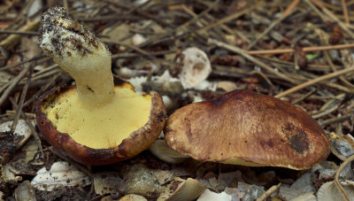 Melkboleet, Suillus granulatus