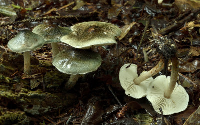 Lepiota grangei, groenschubbige parasolzwam