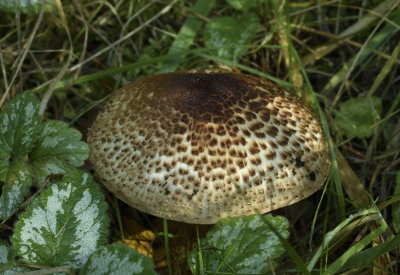 Panterchampignon