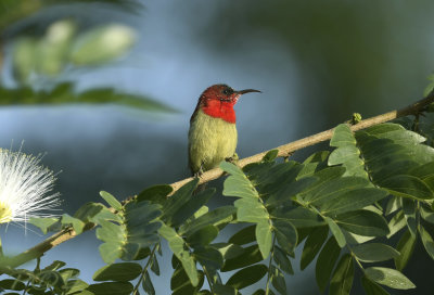 Aethopyga siparaja, Crimson Sunbird