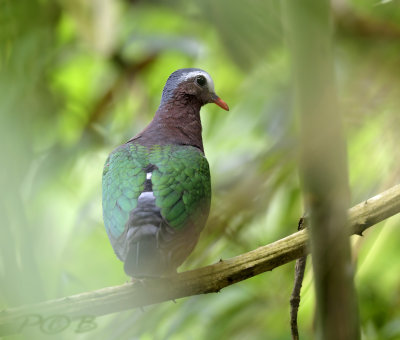 Emerald dove, groenvleugelduif