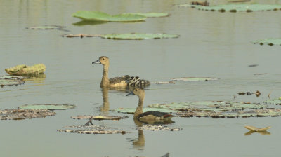 Dendrocygna javanica, Javaanse boomeend, Lesser whistling duck