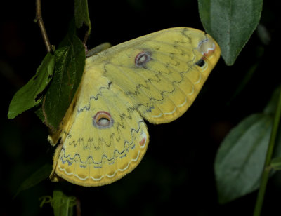 Loepa sikkima, Golden emperor moth