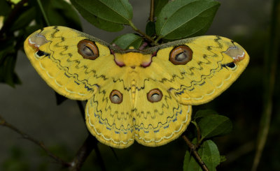 Loepa sikkima, Golden emperor moth, 7 cm.