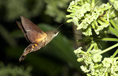 Hummingbird hawkmoth, Macroglossum belis