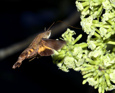 Hummingbird hawkmoth, Macroglossum belis