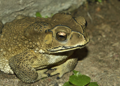 Black veined toad