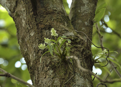 Dendrobium eriiflorum, tree is Prunus cerasoides