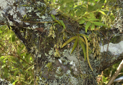 Dendrobium denudans section Stachyobium and Oberonia falconeri.