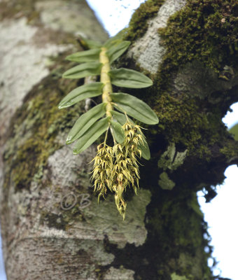 Dendrobium strongylanthum section Stachyobium